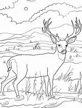 Deer Coloring Animal Kids Templates sketch template