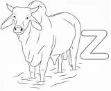 Zebu Coloring Pages Animal Choose Board Kids sketch template