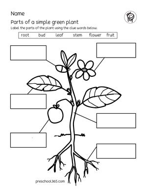 kindergarten   grade plant science activity sheets