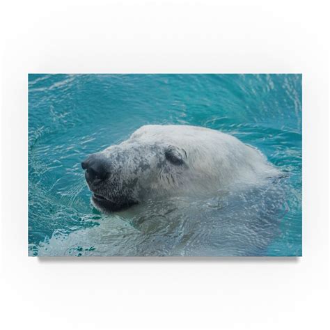 trademark art polar bear hiding photographic print  wrapped canvas wayfair