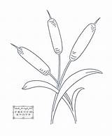 Cattail Cattails Embroidery Coloring Patterns Drawing Flower Plant Template Pattern Cat Pages Flowers Tails Templates Stitch Cross French Stitches Simple sketch template
