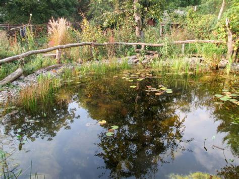 pond scenery  stock photo freeimagescom