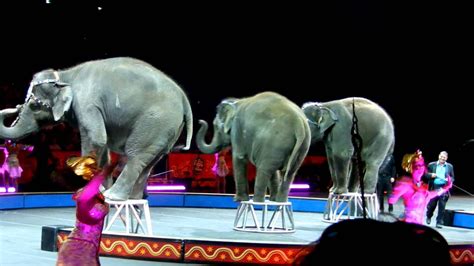 circus elephants youtube