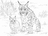 Luchs Ausmalbilder Lynx Ausmalbild Dessin Bebe Lince Imprimer Coloriage Bébé Tiere Iberico Iberian Karakal Caracal sketch template