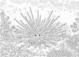 Urchin Reef Corals Longspine sketch template