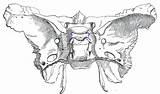 Sphenoid Bone Groove Carotid Process Superior Sulcus Unlabeled Sella Turcica Petrosal Foramen Sphenoidal Wing Lesser Pterygoid Medial Plate Labeled Spine sketch template