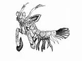 Mantis Drawing Shrimp Getdrawings sketch template