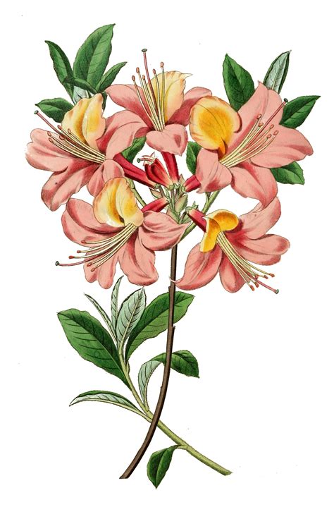 vintage illustration botanical print  graffical muse