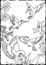 Coloring Pages Hummingbird Flower Cordillera Oriental Getcolorings sketch template