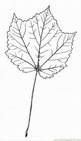 Maple Coloring Sugar Leaf Library Clipart Colouring Tree sketch template