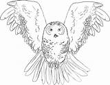 Volando Buho Owls Snowy Kids Bestcoloringpagesforkids Colouring Malvorlagen Kinder Eule Búhos Animales Ausmalbilder sketch template