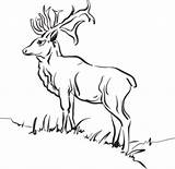 Clipart Slope Deer Cliparts Library sketch template
