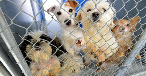humane society seizes  dogs  animal neglect case
