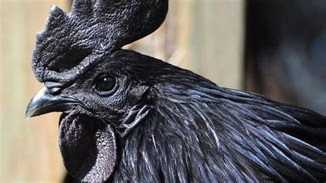 cemani chicken facts   meat eggs  price