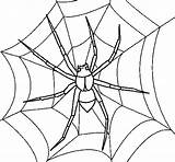 Spider Coloring Coloringcrew sketch template