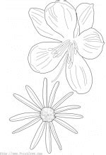 plant  flower coloring pages