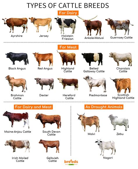 cattle breeds facts types  pictures