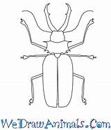 Beetle Horned Long Draw Easy Tutorial Print sketch template