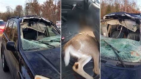 deer crashes  womans windshield  rt   howell township