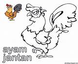Ayam Jantan Mewarnai sketch template
