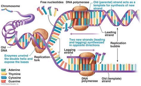 Touch This Image Dna Replication By Erika Miller Biology Facts