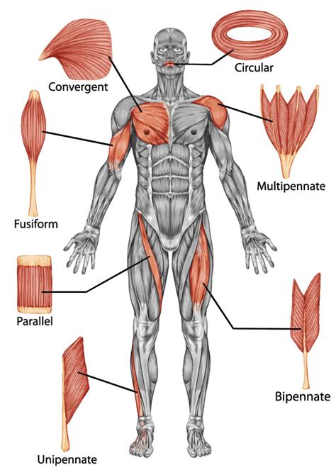 skeletal muscle shapes teachpecom