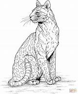 Cheetah Supercoloring Leopardo Gepardy Leopardy Kolorowanki Cubs Gepard sketch template