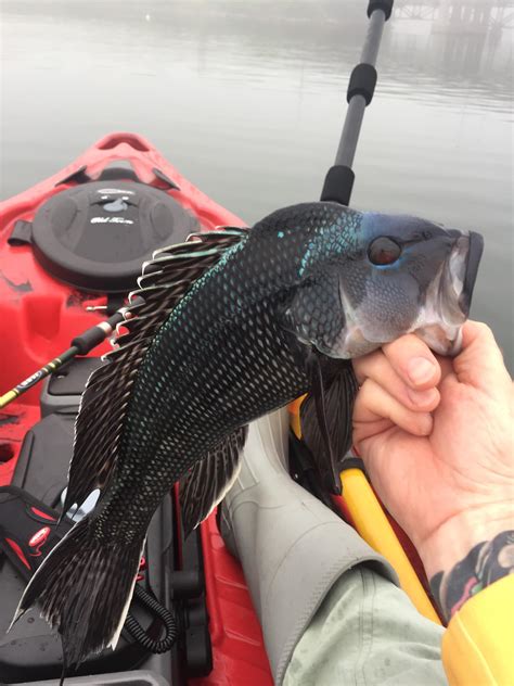 New Hampshire Angler Catches Potential Record Black Sea