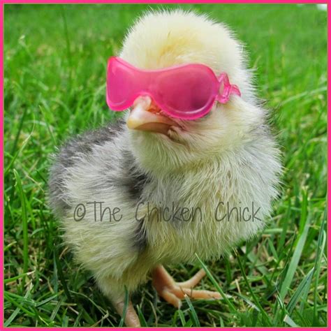 Pink Glasses On Chick2 The Chicken Chick®