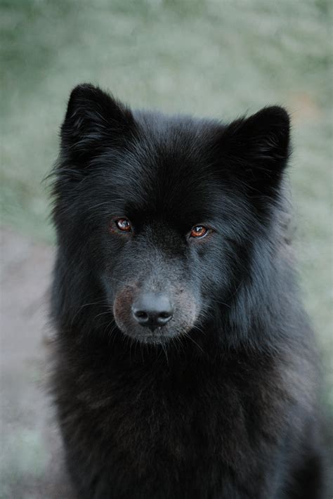 black eurasier forblackdogs