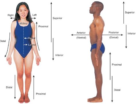 anatomical positions body planes and directional terms diagram quizlet
