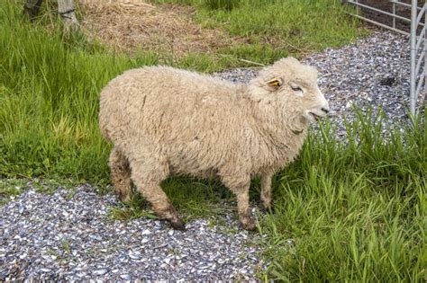 moutons landrace danois photo stock image du ferme traditionnel