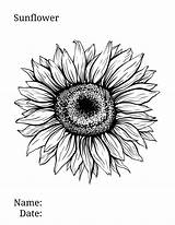 Sunflower Coloring Getrokken Inkt Sublimation Tinten Freehand Wildflower Manages Mamasmusthaves sketch template