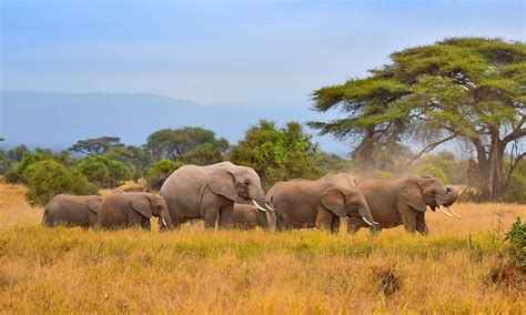 mehr touristen für kenia wegen elefanten und sex