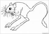 Jerboa Coloring Desert Pages Rodent Sahara Drawing Printable Color Animals Animal Tortoise Kids Jerboas Supercoloring Board Drawings sketch template