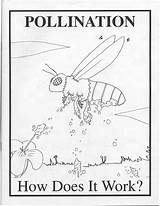 Pollination Coloring Pages Bee Colouring Designlooter 795px 61kb sketch template