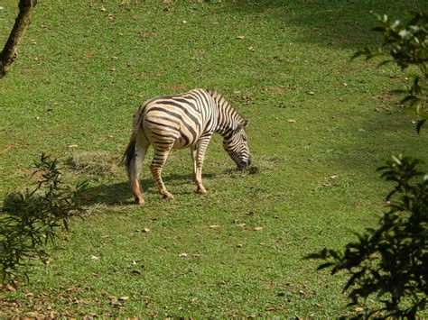 images wildlife jungle fauna zebra vertebrate horse