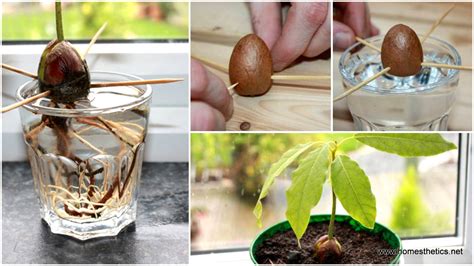 Learn How To Grow An Avocado Houseplant From An Avocado Seed