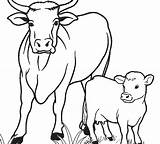 Cow Coloring Pages Adults Color Printable Print Getcolorings sketch template