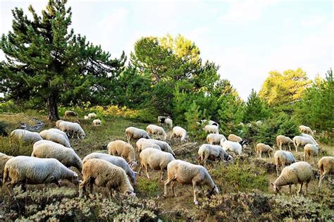 rueyada koyun goermek ne anlama gelir suerue koyun goermek nedir