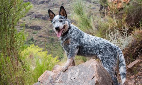 australian cattle dog breed characteristics care  bechewy