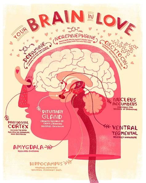 5 Your Brain In Love 30 Learning Sex Infographics