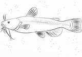 Catfish Bullhead sketch template