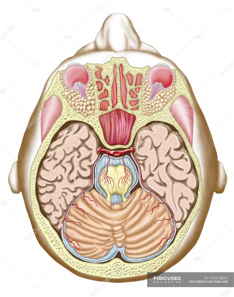 medical illustration   midbrain transverse section structure