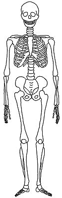skelett der mensch