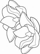 Magnolia Coloring Pages Flower Printable sketch template