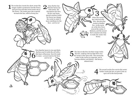 honey bee coloring pages  pictures colorinenet  coloring