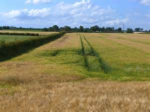 field  barley hornton grounds farm  oliver dixon cc  sa geograph britain  ireland
