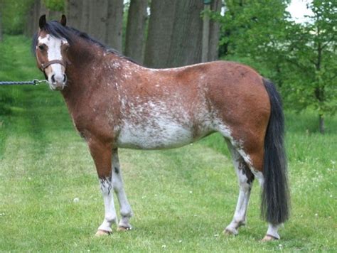 images  horses sabino  pinterest american paint horse