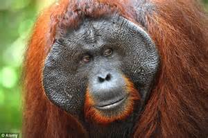 never cross a female orangutan researchers find first